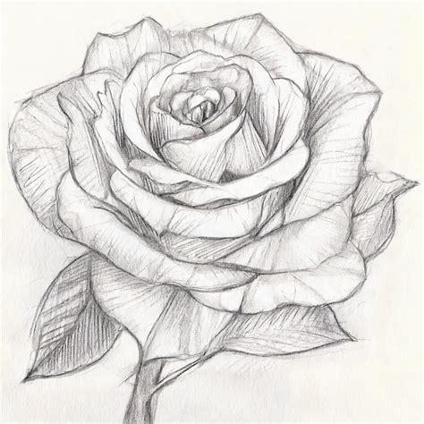 pencil drawings of flowers step by step|How to Draw Realistic Flowers Step by Step with Pencil.